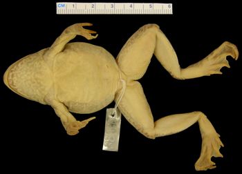Media type: image; Herpetology A-3899